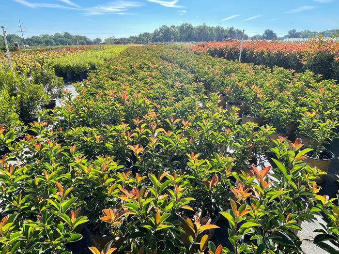 Photinia Hideaway Hedge™ Harvest Moon - 2 Gallon