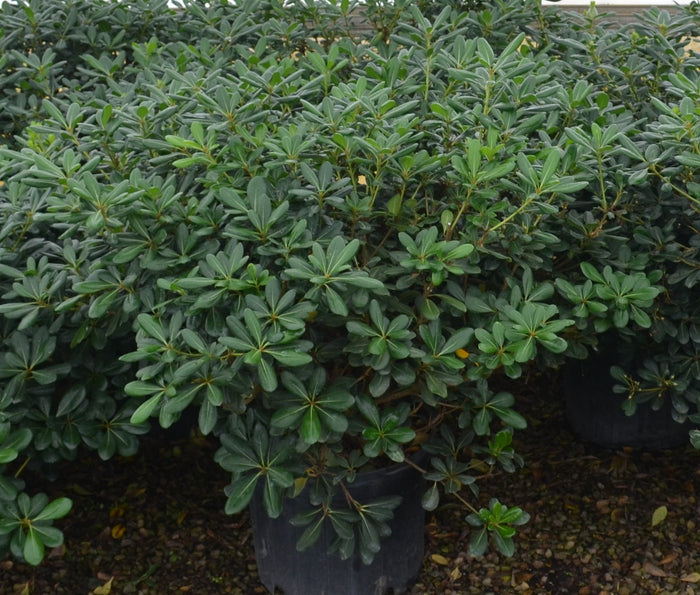 Pittosporum Tobira - 2 Gallon