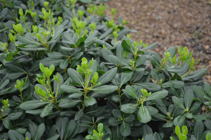 Pittosporum Tobira - 2 Gallon