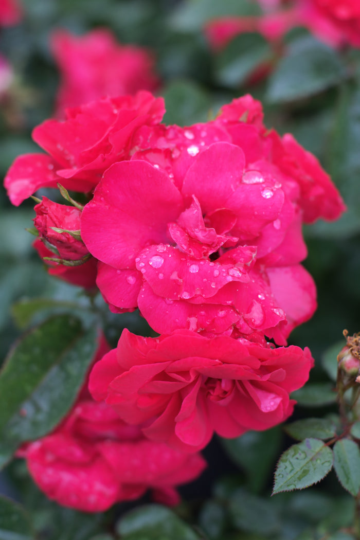 Rose Bee Sweet® Dessert First™ - 2 Gallon