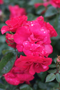 Rose Bee Sweet® Dessert First™ - 2 Gallon