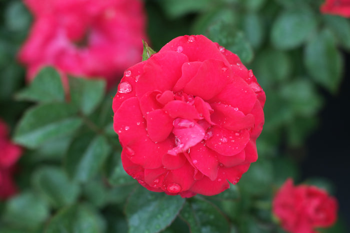 Rose Bee Sweet® Dessert First™ - 2 Gallon