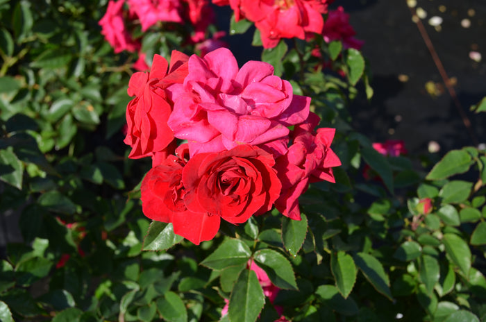 Rose Bee Sweet® Dessert First™ - 2 Gallon