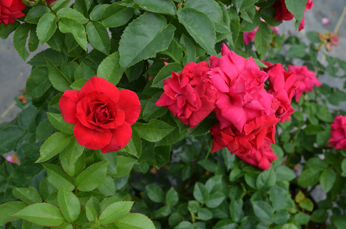 Rose Bee Sweet® Dessert First™ - 2 Gallon