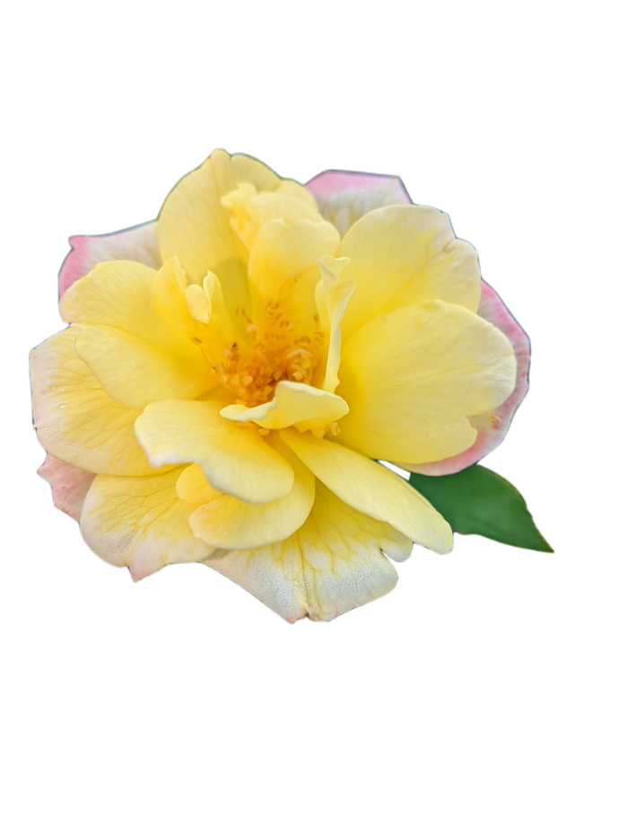 Rose Bee Sweet® Honeycomb™ - 2 Gallon