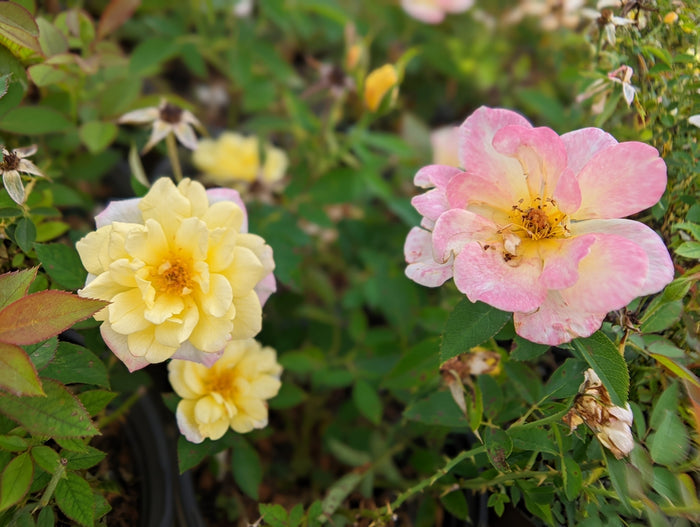 Rose Bee Sweet® Honeycomb™ - 2 Gallon