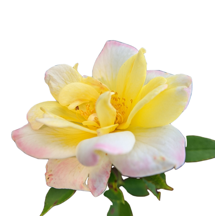 Rose Bee Sweet® Honeycomb™ - 2 Gallon