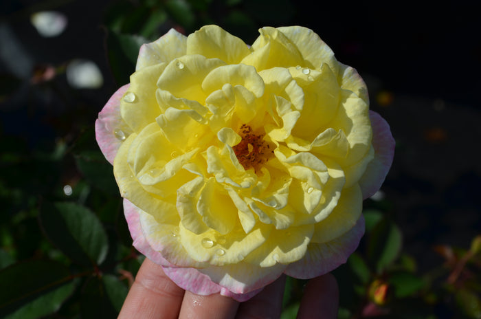 Rose Bee Sweet® Honeycomb™ - 2 Gallon