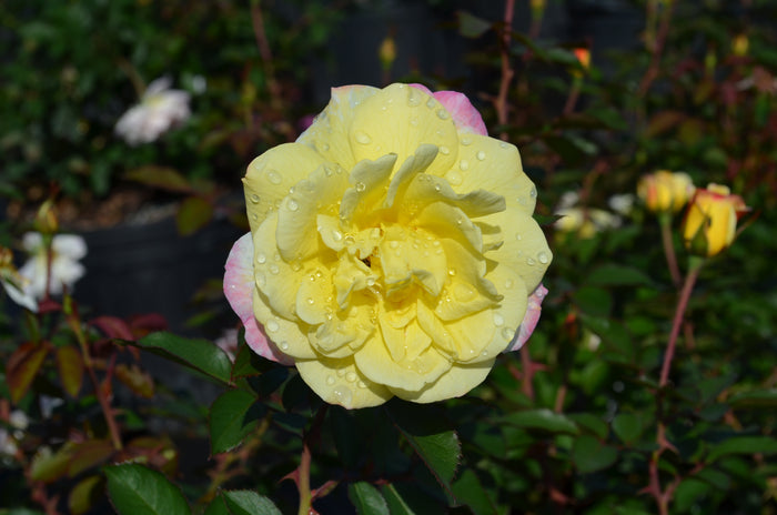 Rose Bee Sweet® Honeycomb™ - 2 Gallon