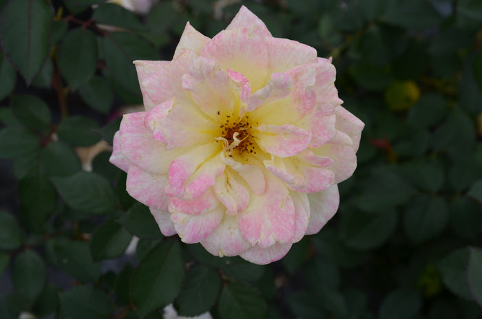 Rose Bee Sweet® Honeycomb™ - 2 Gallon