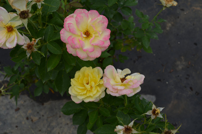 Rose Bee Sweet® Honeycomb™ - 2 Gallon