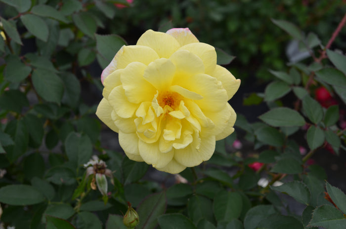 Rose Bee Sweet® Honeycomb™ - 2 Gallon