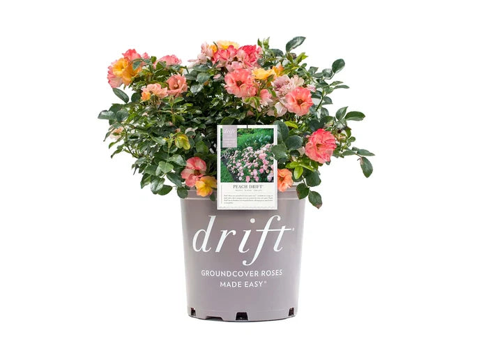 Rose Drift® Peach - 2 Gallon