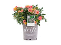 Rose Drift® Peach - 2 Gallon