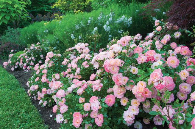 Rose Drift® Peach - 2 Gallon