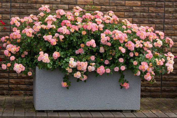 Rose Drift® Peach - 2 Gallon