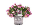 Rose Drift® Pink - 2 Gallon