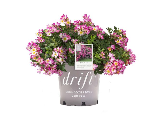 Rose Drift® Pink - 2 Gallon