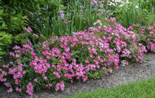 Rose Drift® Pink - 2 Gallon
