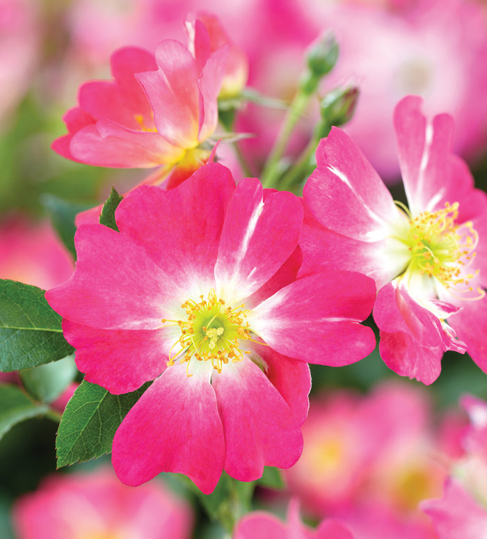 Rose Drift® Pink - 2 Gallon
