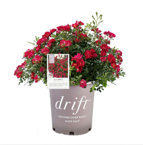 Rose Drift® Red - 1 Gallon