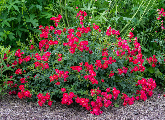 Rose Drift® Red - 2 Gallon