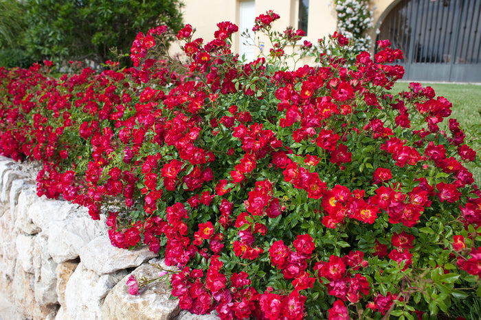 Rose Drift® Red - 2 Gallon