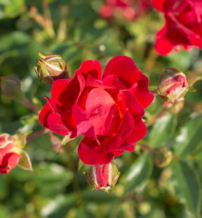 Rose Drift® Red - 2 Gallon