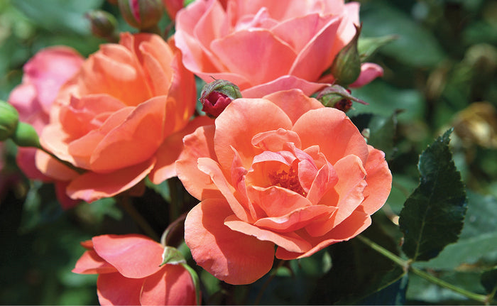 Rose Knock Out® Coral - 1 Gallon