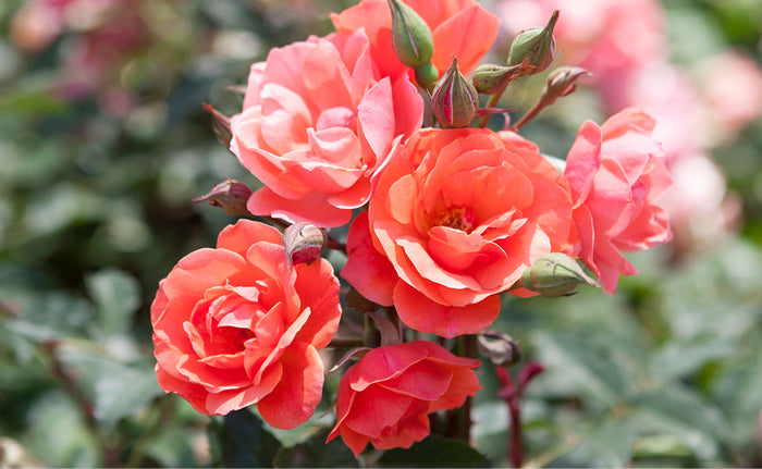 Rose Knock Out® Coral - 1 Gallon