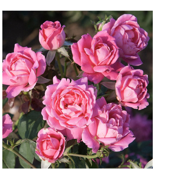 Rose Knock Out® Double Pink - 1 Gallon