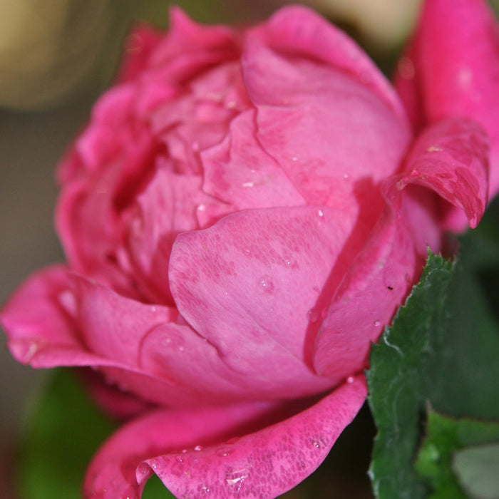 Rose Knock Out® Double Pink - 1 Gallon