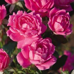 Rose Knock Out® Double Pink - 1 Gallon