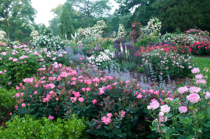 Rose Knock Out® Double Pink - 1 Gallon