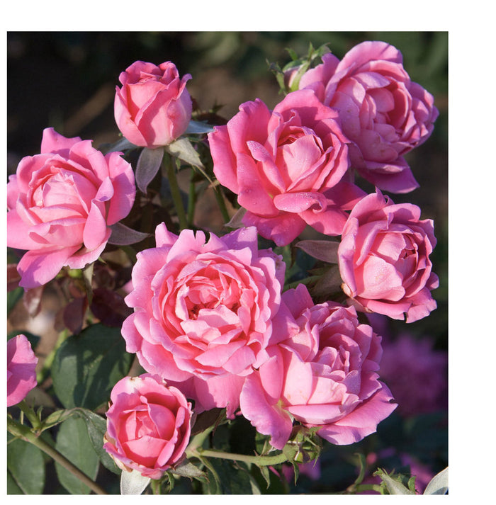 Rose Knock Out® Double Pink - 2 Gallon