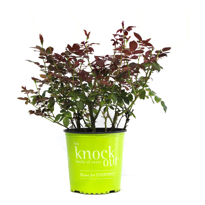 Rose Knock Out® Double Pink - 2 Gallon