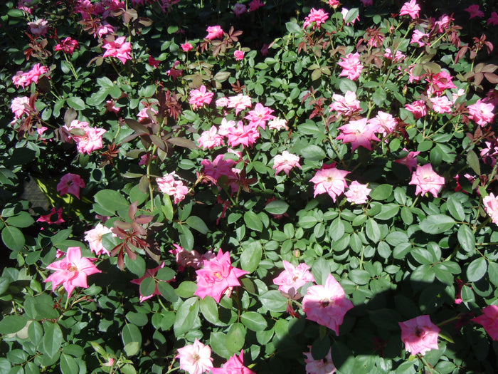 Rose Knock Out® Double Pink - 2 Gallon