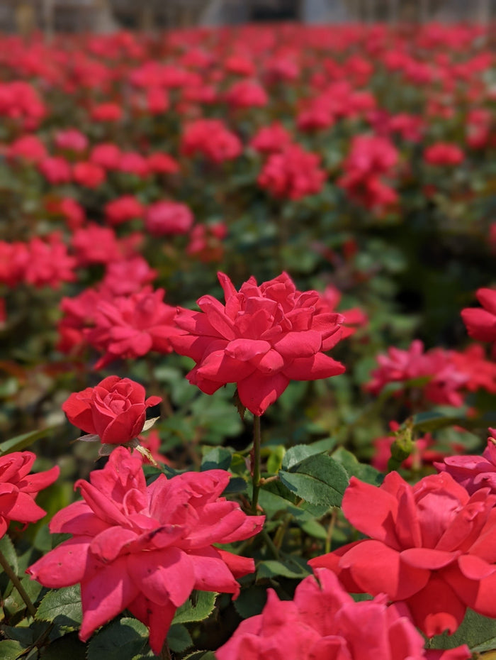 Rose Knock Out® Double Red - 2 Gallon