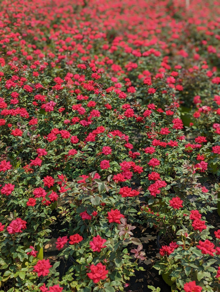 Rose Knock Out® Double Red - 2 Gallon
