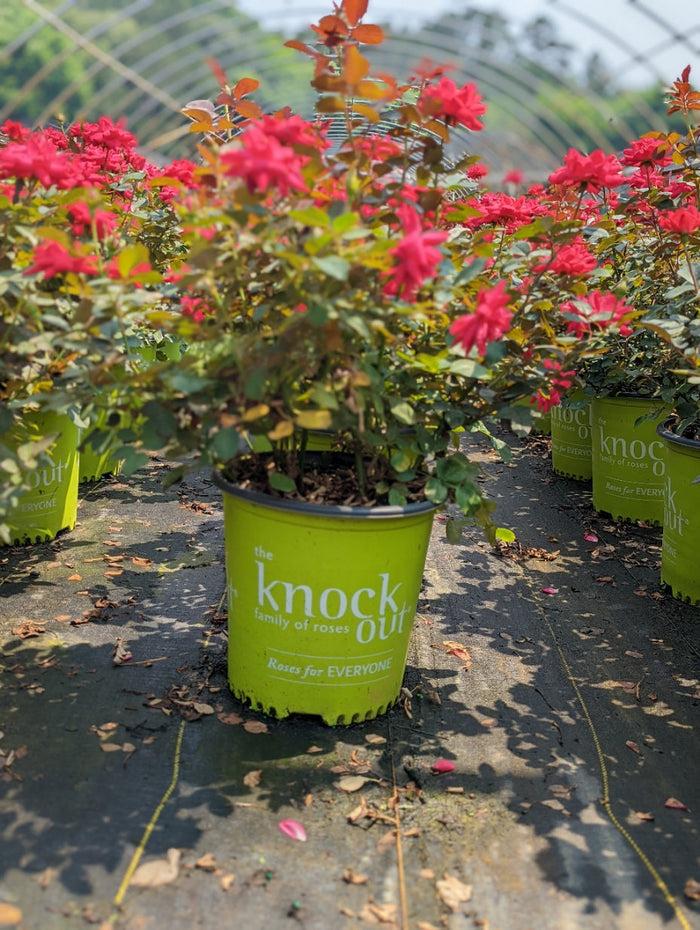 Rose Knock Out® Double Red - 2 Gallon