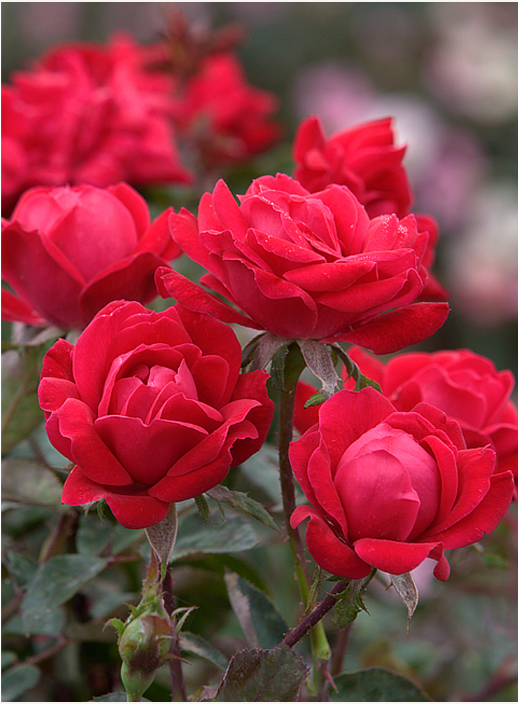 Rose Knock Out® Double Red- 1 Gallon