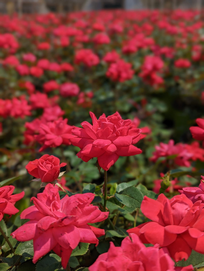 Rose Knock Out® Double Red- 1 Gallon