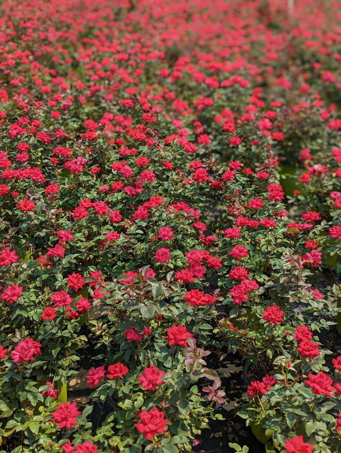 Rose Knock Out® Double Red- 1 Gallon
