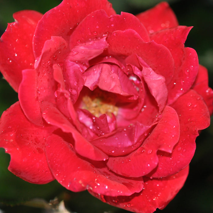 Rose Knock Out® Double Red- 1 Gallon