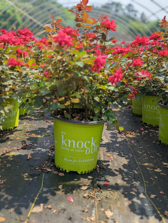 Rose Knock Out® Double Red- 1 Gallon