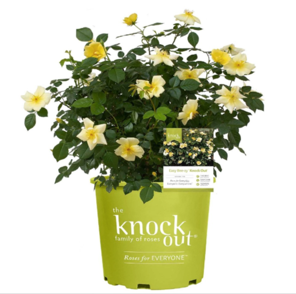 Rose Knock Out®  Easy Bee-zy™ - 2 Gallon