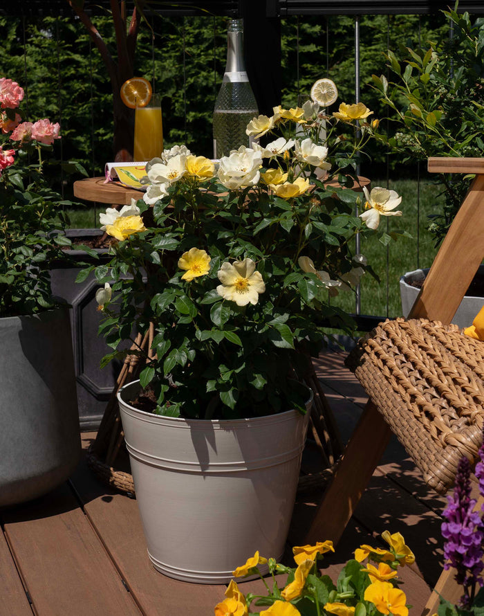 Rose Knock Out®  Easy Bee-zy™ - 2 Gallon