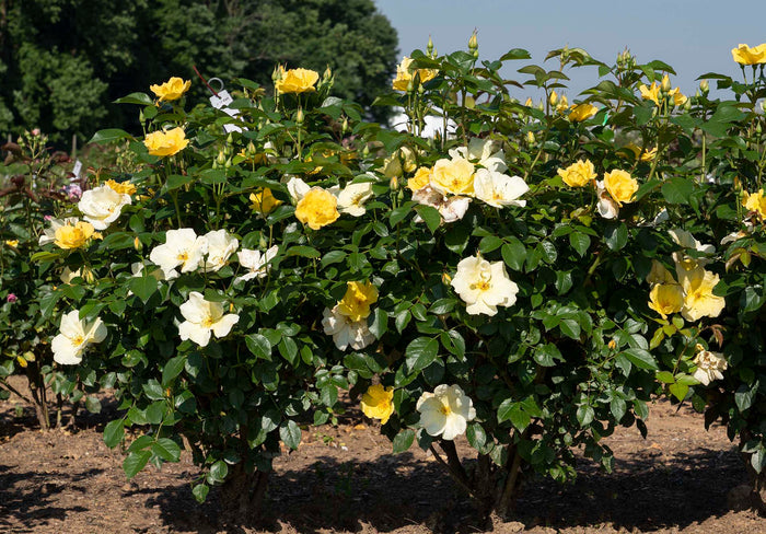 Rose Knock Out®  Easy Bee-zy™ - 2 Gallon