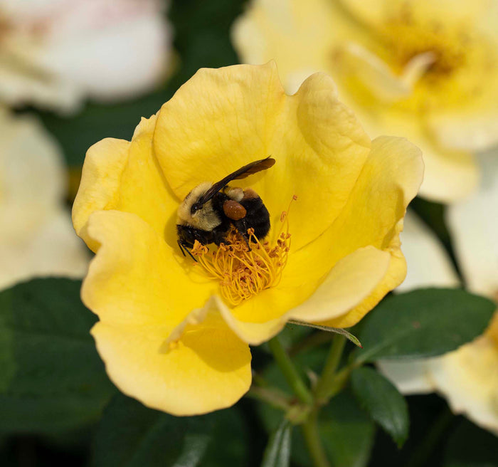 Rose Knock Out®  Easy Bee-zy™ - 2 Gallon