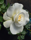 Rose My Bouquet® Shirley's Bouquet™ - 2 Gallon